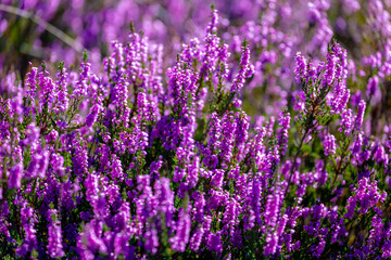 Selective focus bush of wild purple flowers Calluna vulgaris (heath, heide, ling or simply heather)...