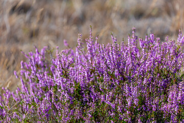 Selective focus bush of wild purple flowers Calluna vulgaris (heath, heide, ling or simply heather) is the sole species in the genus Calluna in the flowering plant family Ericaceae, Natural background