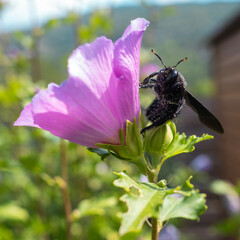 The Pollinator’s Ballet
