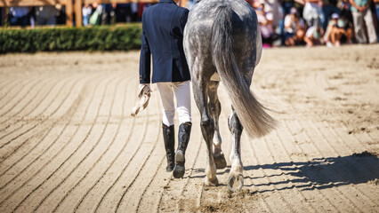 Horse handler leading dapple gray stallion in sandy arena during horse competition or equestrian dressage show