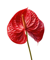 Close-up of a vibrant red Anthurium flower (1)
