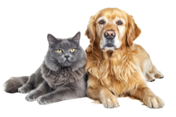 Golden retriever, gray cat, friendship