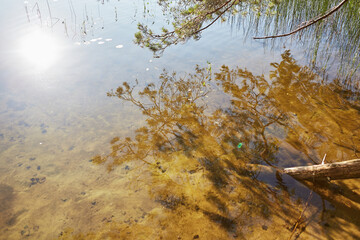 autumn in the forest