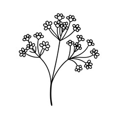  gypsophila flower line art