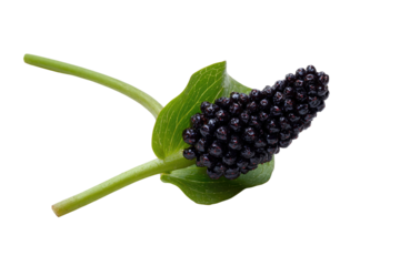 Dark purple fruit cluster on a plant stem and leaf