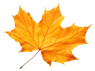 Fototapeta premium PNG Vibrant autumn maple leaf isolated