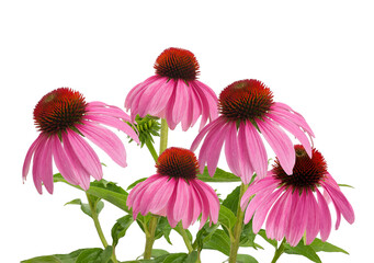 vibrant pink coneflowers in full bloom, capturing the beauty of summer