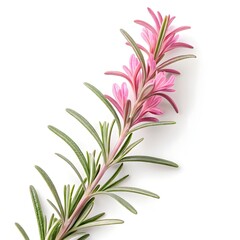Majorca Pink Rosemary Delicate Flowering Herb Sprigs Soft Green Foliage with Gentle Pink Blooms on Pure White Background Fresh Organic Botanical Culinary Still Life