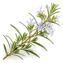 Severn Sea Rosemary Coastal Inspired Herb Sprigs Fresh Vibrant Green Aromatic Botanical Texture on Bright White Background Organic Culinary Still Life