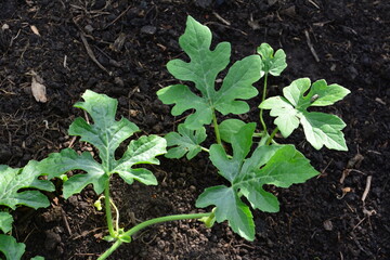 Watermelon Plant Growing in Soil top view