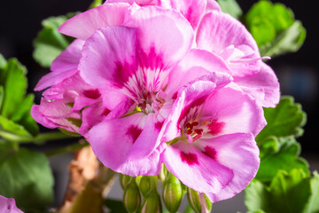 Naklejka premium Orquídeas. Las orquídeas son un grupo fascinante de plantas con flores, reconocidas por su belleza, complejidad floral y adaptaciones ecológicas únicas. 