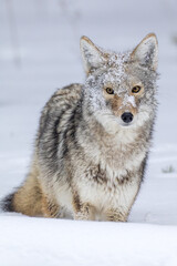 Coyote in winter snow taken in Yellowstone NP