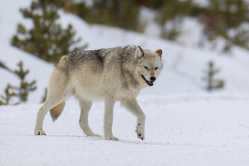 Obraz premium Gray Wolf in snow taken in Yellowstone NP