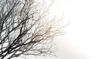 Bare tree branches with soft sunlight on transparent background