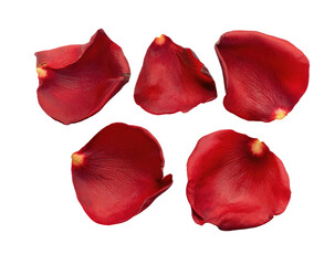 Close-up of five vibrant red rose petals, isolated against a black background.  Petals display delicate texture and varying shades of deep crimson.