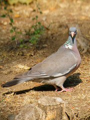 Close up of a pigeon standing on dry ground with direct gaze in natural daylight