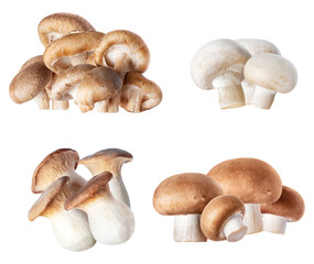 fresh mushroom assortment for flavorful culinary creations