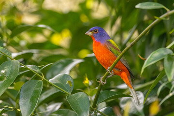 Obraz premium Painted Bunting adult male taken in southern FL