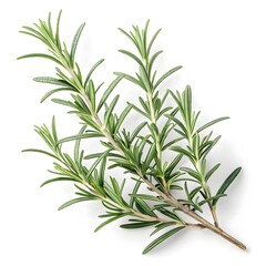 Fototapeta premium Hill Hardy Rosemary Leaf Slender Grey-Green Needle-Like Herb with Tough Resilient Texture and Strong Fragrant Freshness Isolated in Crisp Detail on Pure White Background