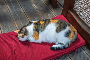 An adorable calico cat sleeping peacefully on a soft red cushion on a wooden floor, enjoying a moment of rest.Tired feline with a tricolor coat finds a comfortable spot for a nap