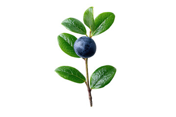 Single dark-blue berry on a stem with vibrant green leaves
