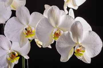 Orquídeas. Las orquídeas son un grupo fascinante de plantas con flores, reconocidas por su belleza, complejidad floral y adaptaciones ecológicas únicas. 