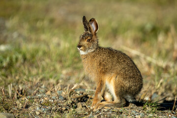 Snowshoe Hare summer pelege