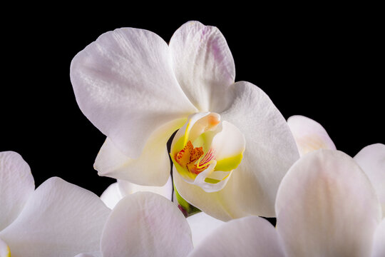 Orqu&iacute;deas. Las orqu&iacute;deas son un grupo fascinante de plantas con flores, reconocidas por su belleza, complejidad floral y adaptaciones ecol&oacute;gicas &uacute;nicas. 