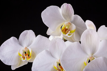 Orquídeas. Las orquídeas son un grupo fascinante de plantas con flores, reconocidas por su belleza, complejidad floral y adaptaciones ecológicas únicas. 