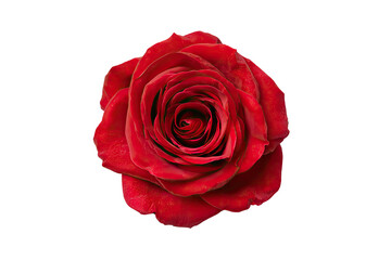Close-up of a vibrant red rose, centered against a black background.  The rose's petals are deep crimson, exhibiting a rich texture and delicate detail.  Its center displays a darker shade