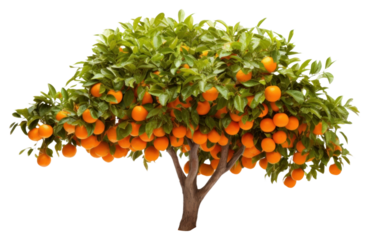 PNG Orange Tree tree grapefruit orange.