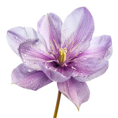 Fototapeta premium Close-up of a delicate lavender-purple flower with water droplets, isolated