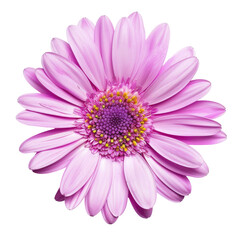 Close-up of a single, vibrant pink gerbera daisy,  showing detailed petals and a central disc