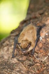 Little Brown Bat taken in southern MN