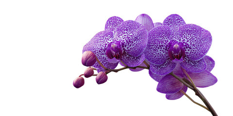 Fototapeta na wymiar Close-up of two vibrant purple orchids against a black background