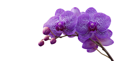 Close-up of two vibrant purple orchids against a black background