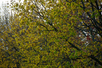 The branches of Maple trees in bloom, featuring clusters of bright yellow and green blossoms and new leaves, creating a vibrant texture of new life.