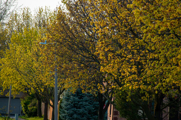 A row of mature trees in full yellow bloom, lining a suburban street. The sunlit trees create a...