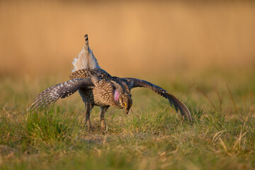 Sharp-tailed Grouse male displaying takekn in central Minnesota