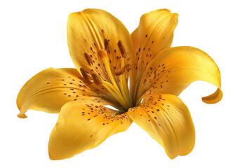 Close-up of a vibrant yellow lily, speckled with dark brown