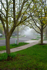 A quiet suburban street shrouded in a thick, heavy fog during the spring. The trees and cars are...