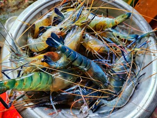 lots of fresh blue leg river prawn in hand after catching from pond
