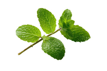 Obraz premium Close-up of fresh mint sprig
