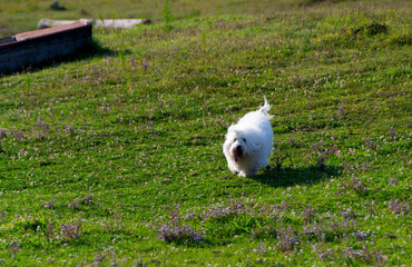 Fluffy Coton de Tulear Dog on Grass Hill