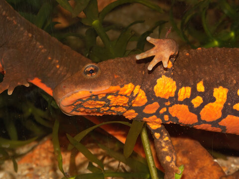 Closeup on an impressive gravid female of the rare Vietnamese Tam Dao newt, Paramesotriton deloustali under water