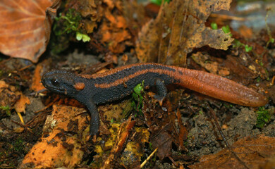 Closeup on the colorful and endangered Asian Red-tailed Knobby Newt, Tylototriton kweichowensis