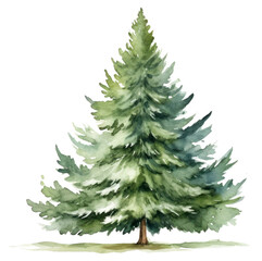 Fototapeta premium Chirstmas tree plant pine fir.