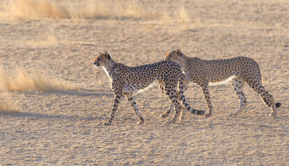 Cheetah