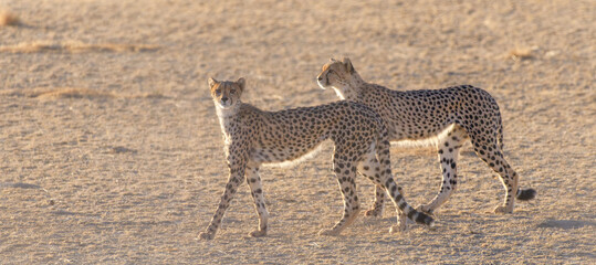 Cheetah
