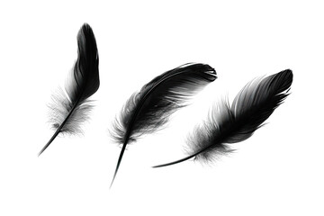 Three black and white feathers, subtly detailed, arranged in a loose, airy grouping